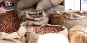 Fındık Fiyatlarında Düşüş: Avrupalı İthalatçılar ve Sanayiciler Yüksek Fiyatları Reddetti findik fiyatlarinda dusus avrupali ithalatcilar ve sanayiciler yuksek fiyatlari reddetti qWwzTMxp.jpg