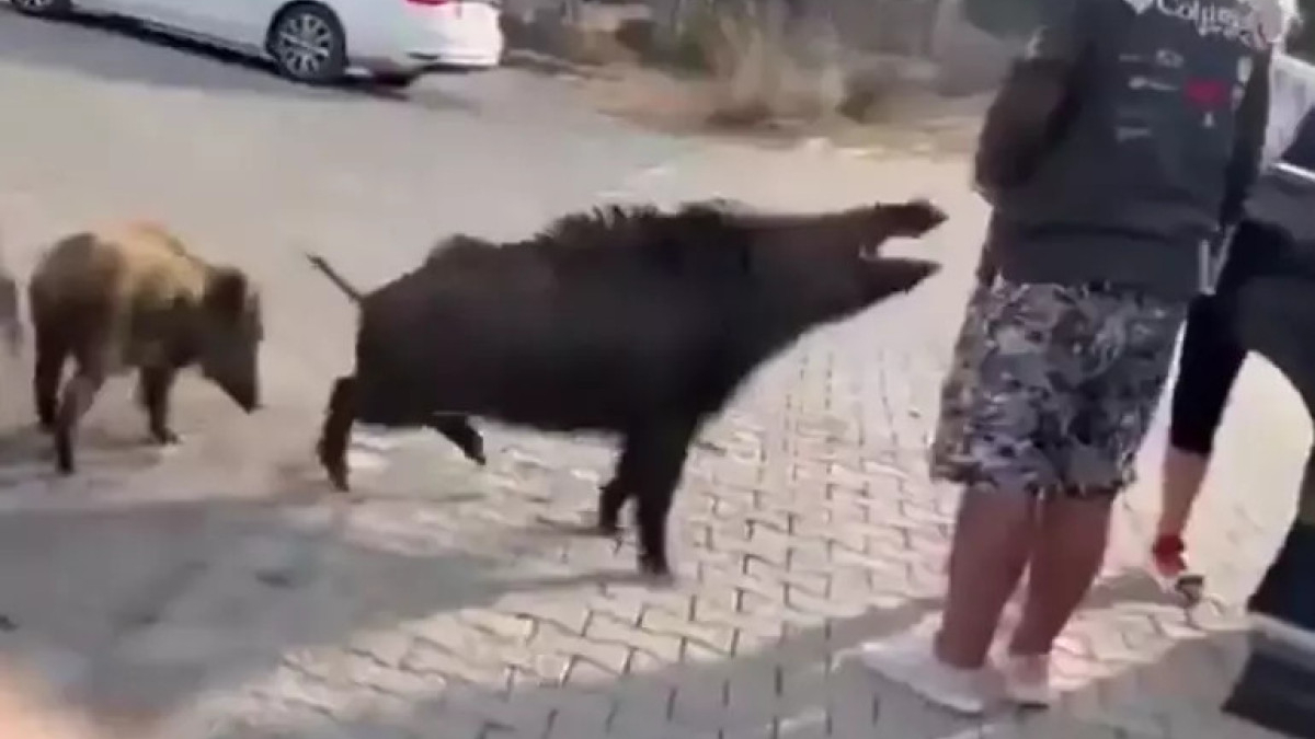 aydinda beslemeye calistigi yaban domuzu tatilcinin kolunu isirdi Ykk2j4NX.jpg