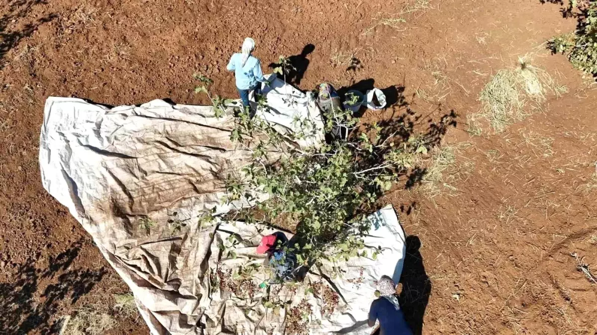 idilde fistik hasadi umut asiladi 6bWdVTjr.jpg